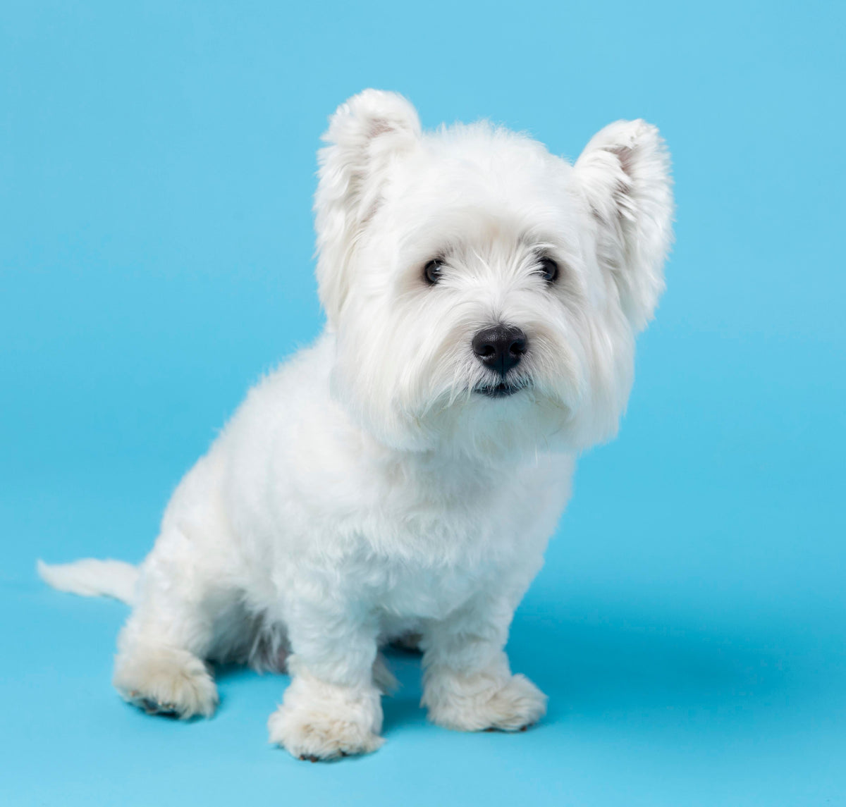 3-3-3 regel hond: wat klopt er wel en wat niet