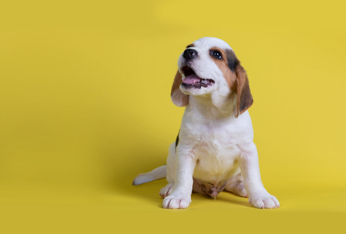Hond blaft naar voorbijgangers? Dit werkt echt