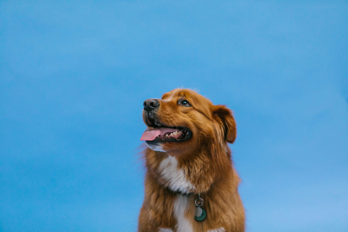Hoe honden leren: klassieke en operante conditionering uitgelegd