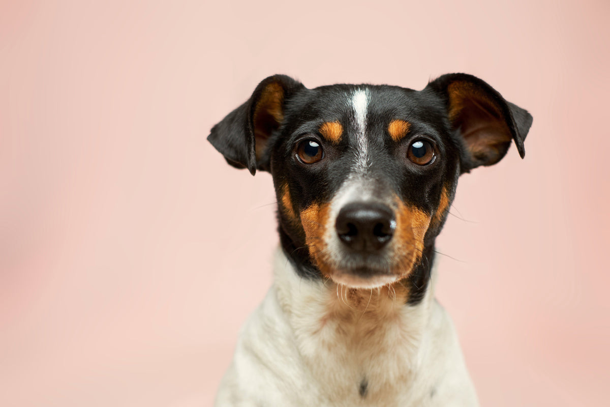 Verlatingsangst bij honden: herkennen en oplossen