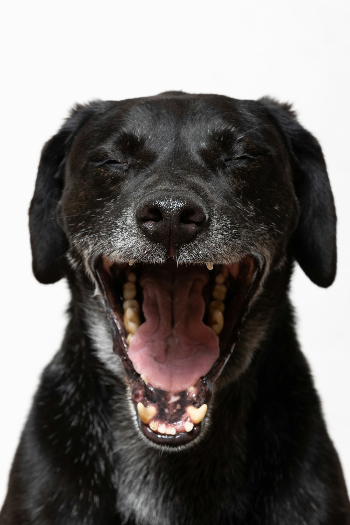 Stress bij honden: waarom hij soms ineens reageert
