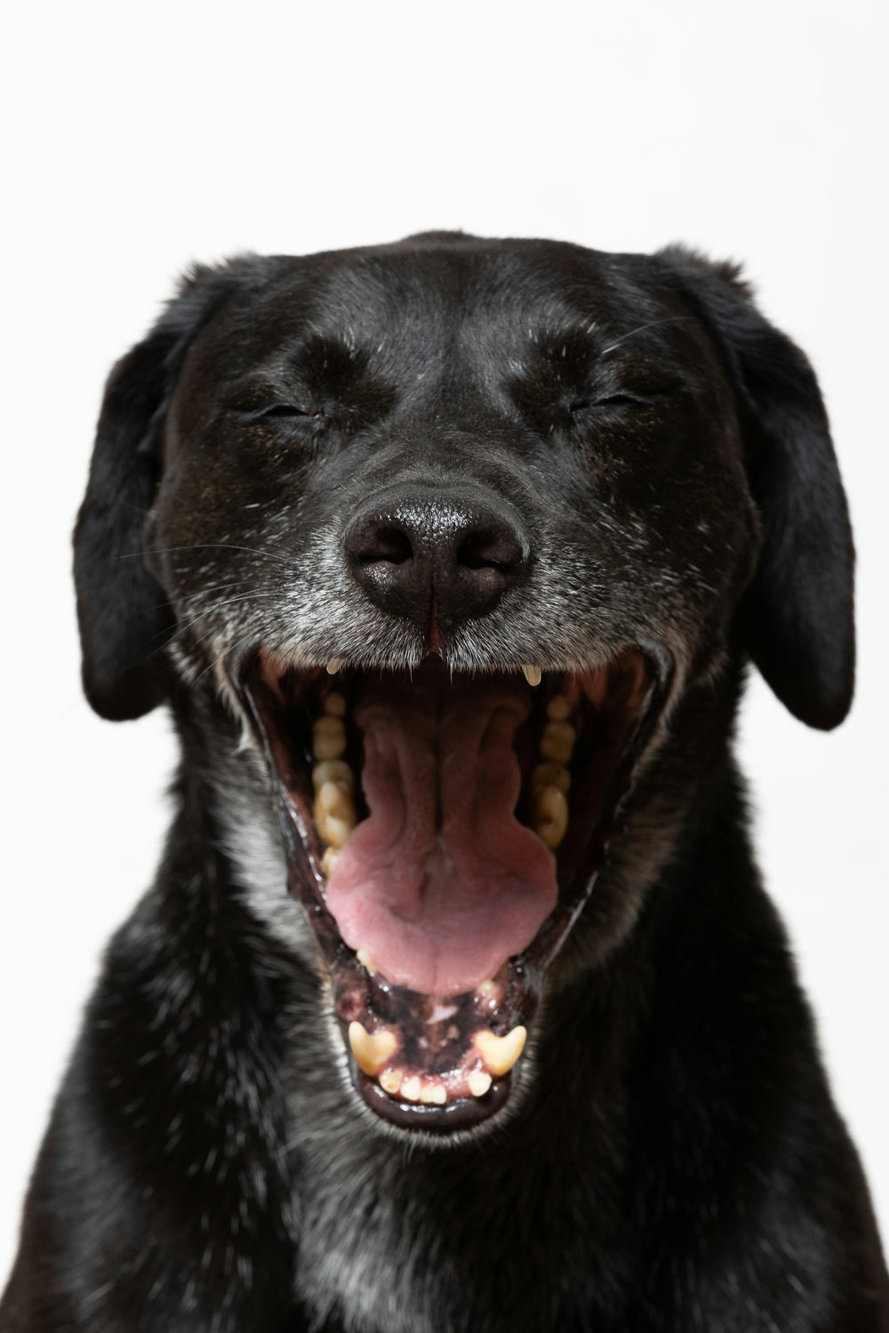 Stress bij honden: waarom hij soms ineens reageert
