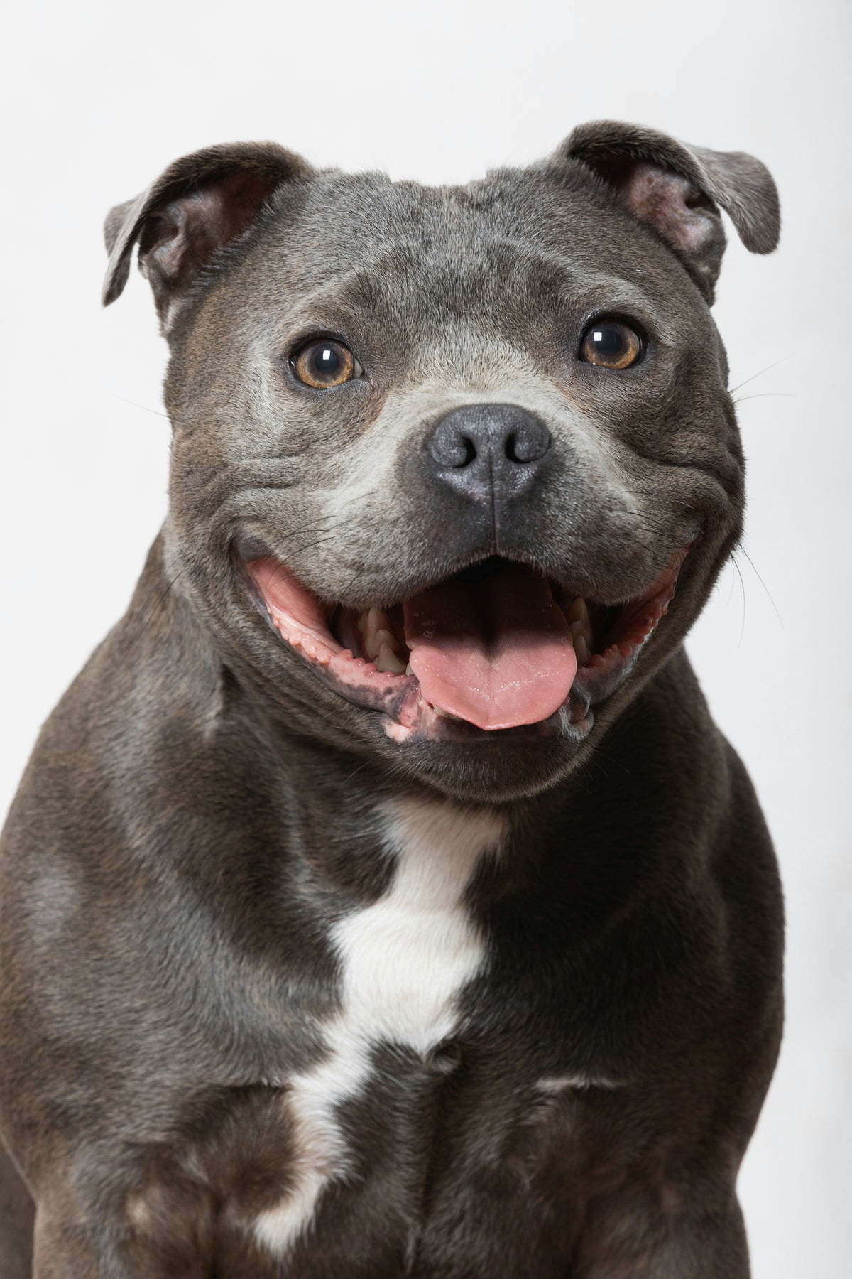 Hoe lang mag je een hond alleen laten?