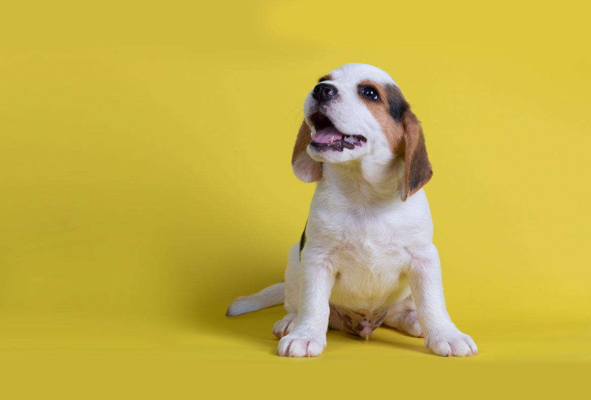 Twee beaglepuppy's naast elkaar, één met de tong uit de bek