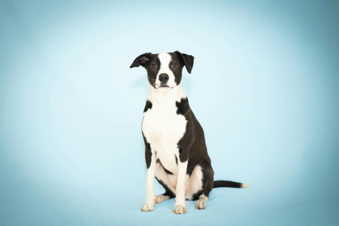 Angstige hond