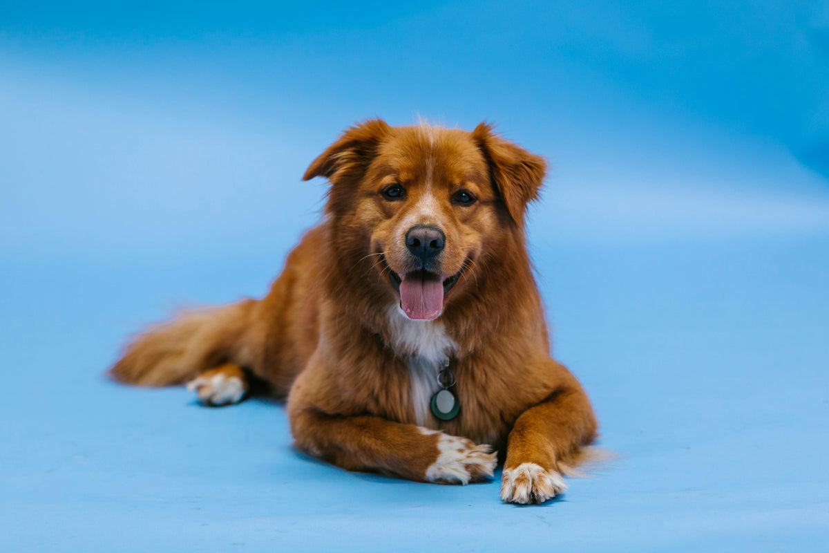 Baasje wandelt met een hond aan een losse riem