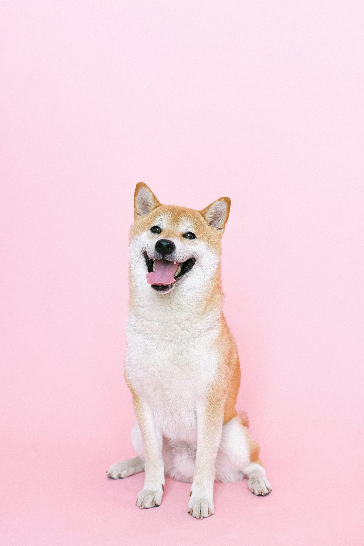 Blije hond zit rechtop tegen een roze achtergrond