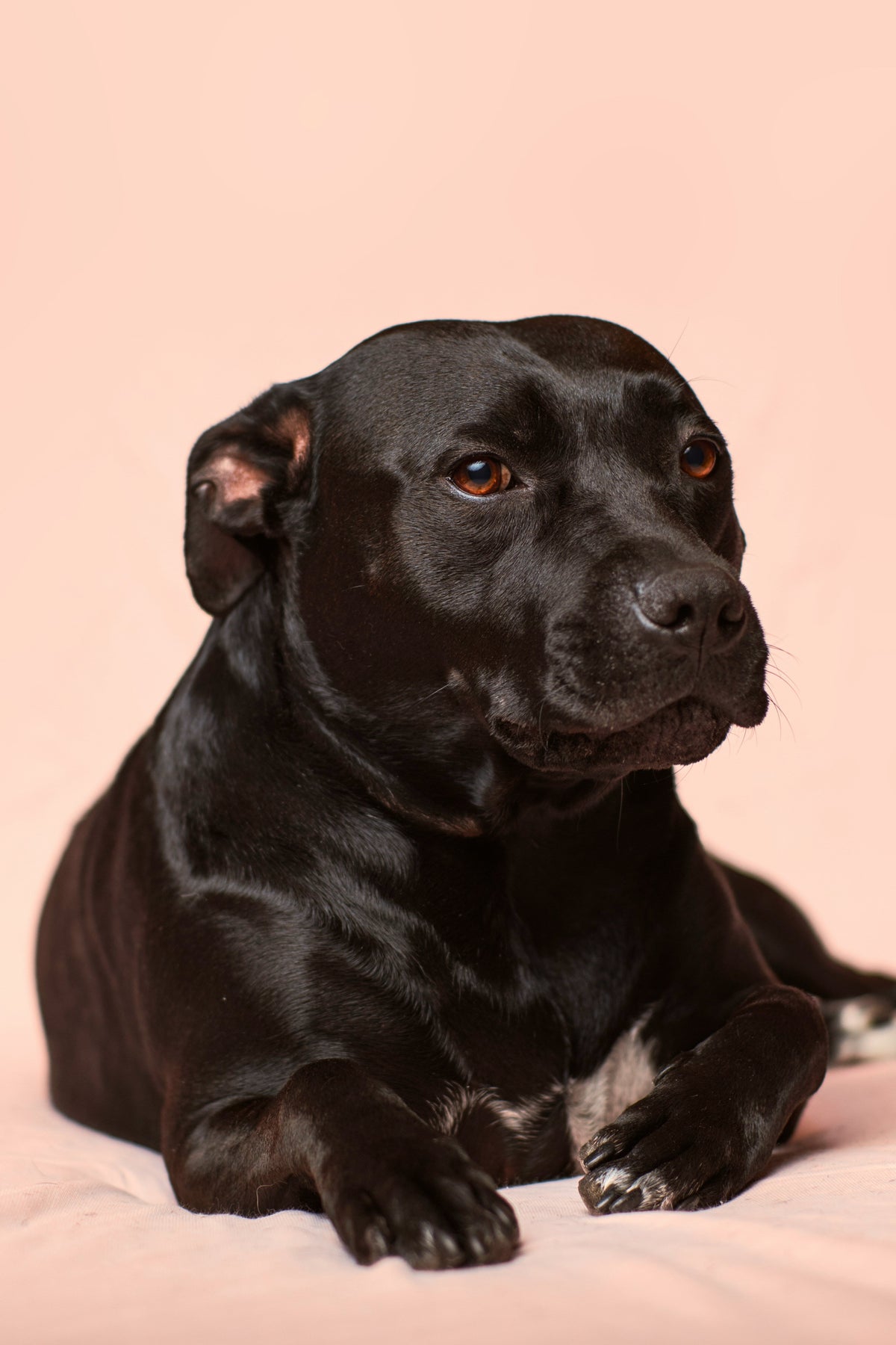 Hond ligt ontspannen op de bank naast een telefoon met de academy
